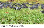 A flock of pigeons are gathered in a grassy field.  Russia. Moscow. 07.09.25. Стоковое видео, видеограф Ярославский Максим / Фотобанк Лори