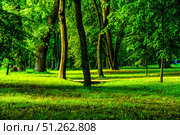 A lush green park with trees and grass.  Russia. Moscow. 07.09.25. Стоковое фото, фотограф Ярославский Максим / Фотобанк Лори