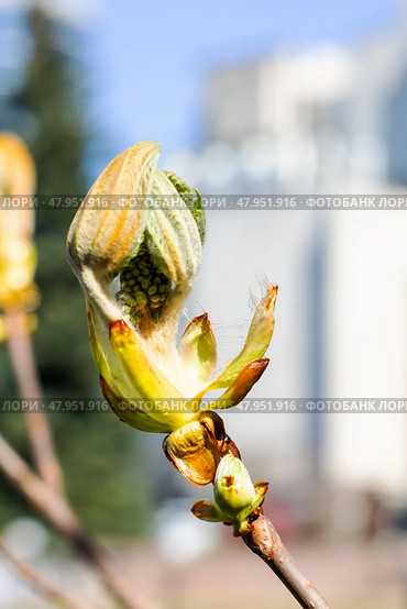 A Beautiful and Bright Spring Budding Leaf on Tree Branch Glowing in the Warm Light. Стоковое фото, фотограф Аксенова Вера / Фотобанк Лори