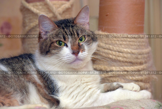 A beautiful domestic cat with expressive green eyes. She has a white chest and paws, soft fur with gray-brown striped areas. The cat is comfortably located next to the scratching post, looking straight into the camera. Her gaze is calm and confident, the fur looks well-groomed and fluffy. The photo perfectly conveys the beauty and character of the pet, suitable for illustrations about pets, cat care, comfort and life with pets. Стоковое фото, фотограф Анна Кривицкая / Фотобанк Лори