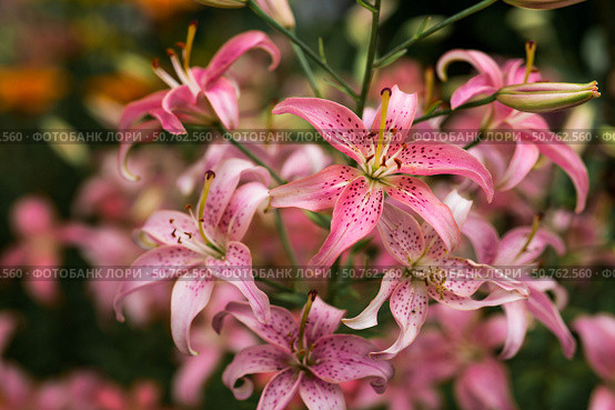 A beautiful pink, garden, Asian lily, Morfo, on a sunny day. Стоковое фото, фотограф Photojuli / Фотобанк Лори