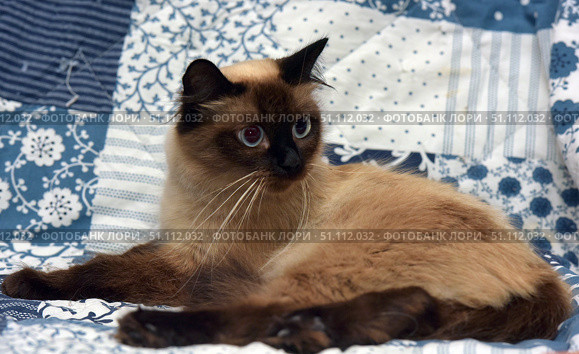 A beautiful Siamese cat with blue eyes lies on a blue and white patterned blanket. Her fur is soft and fluffy, with a characteristic point coloring - a dark muzzle, paws, tail and ears contrast with a creamy body. The cat looks to the side with an attentive and alert expression, which creates a sense of the animal's lively character and inner world. The background in the form of a textile blanket with floral and striped patterns adds home comfort and emphasizes the atmosphere of comfort. The image is ideal for the theme of pets, interior, comfort, care and beauty of cats. Стоковое фото, фотограф Анна Кривицкая / Фотобанк Лори