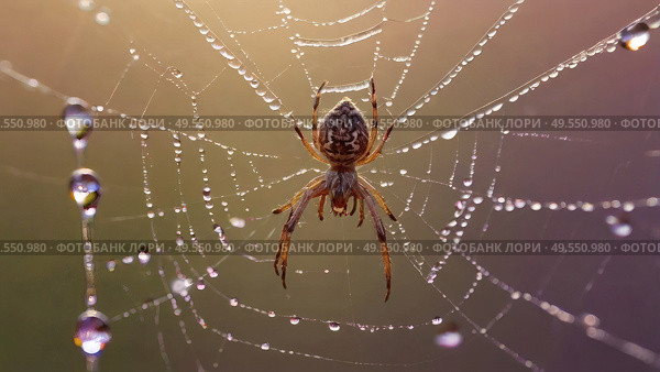 A beautiful spider and a web decorated with dew drops that shimmer in the sun, creating a glow effect. The background of the image is blurred, in a warm golden pink color scheme. Стоковое AI-изображение, AI-художник Photojuli / Фотобанк Лори