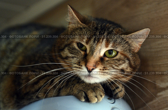 A beautiful tabby cat with expressive green eyes, lying on a surface and looking straight at the camera. The close-up allows you to see in detail her soft fur, symmetrical pattern on her face and long white whiskers. The animal looks relaxed but attentive, conveying a sense of calm and home comfort. The background is softly darkened, which focuses attention on the cat. Great for themes: pets, comfort, care, veterinary, animal portraits, shelter and rescue. Стоковое фото, фотограф Анна Кривицкая / Фотобанк Лори