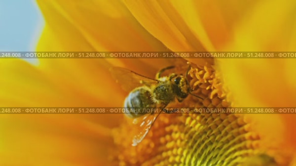 A bee collects pollen on a sunflower. Стоковое видео, видеограф Артем Шадрин / Фотобанк Лори