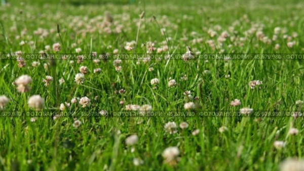 A bee on a clover flower. Trifolium pratense, the white clover in the meadow. White-flowered clover and Poa annua, or annual meadow grass on the lawn in summer in the sunlight. Meadow flowers Close up. Стоковое видео, видеограф Марина Демидюк / Фотобанк Лори
