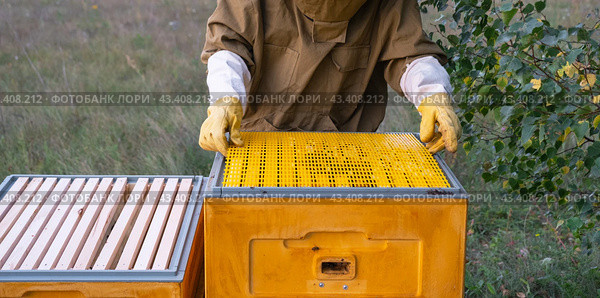 A beekeeper, a woman in a protective suit against bee stings, installs a separation grate in the hive. Beekeeping, care of the hive. Стоковое фото, фотограф Ольга Симонова / Фотобанк Лори
