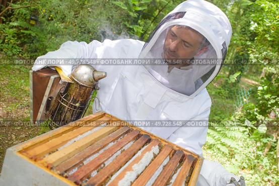 a beekeeper is smoking hive. Стоковое фото, агентство Ingram Publishing / Фотобанк Лори