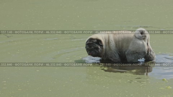 A beige pug walks through a very dirty pond overgrown with green algae on a summer day and drinks water from there. Стоковое видео, видеограф Евгения Глинская / Фотобанк Лори