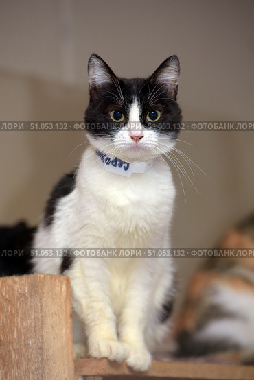 A black and white cat with expressive yellow-green eyes, sitting on a wooden surface. The animal looks directly at the camera, creating a sense of direct contact with the observer. The muzzle is symmetrically colored: the white nose and chin contrast with the dark areas on the forehead and cheeks. The coat is short, well-groomed, with a pure white chest and paws. The cat has a white paper or fabric collar with an inscription on its neck, which may indicate that it is in a shelter or at an exhibition. The background is softly blurred, which emphasizes attention to the main object - the cat itself. Стоковое фото, фотограф Анна Кривицкая / Фотобанк Лори