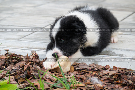 A black and white dog puppy lies on the pavement of the house on the tiles and gnaws on a bone. Стоковое фото, фотограф Сергей Пристяжнюк (Serg Zastavkin) / Фотобанк Лори