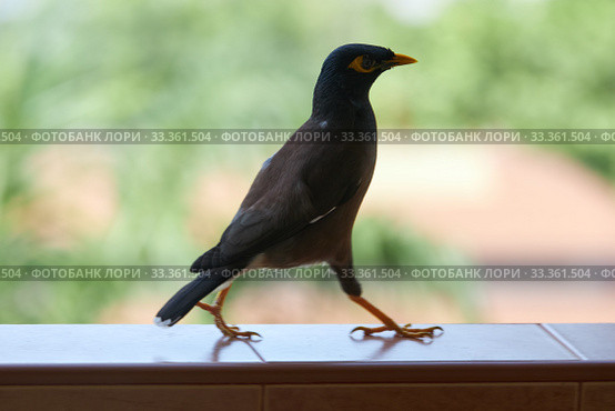 A black bird with a yellow beak (Acridotheres tristis) on a green background. Стоковое фото, фотограф Олег Белов / Фотобанк Лори