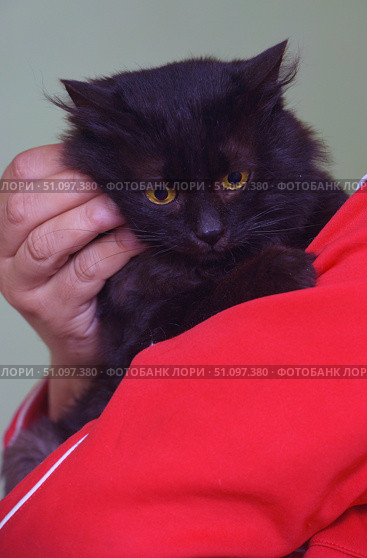 A black fluffy cat with bright yellow eyes, being held in the arms of a person. The cat is pressed against a person dressed in bright red clothes, which creates a contrast between the rich red and the deep black color of the animal's fur. The cat's gaze is directed downwards, it looks thoughtful and a little wary. A close-up allows you to see the soft texture of the fur and expressive eyes. The picture conveys an atmosphere of care and tenderness - the person gently holds the cat with his hand, demonstrating a trusting relationship between the pet and the owner. Стоковое фото, фотограф Анна Кривицкая / Фотобанк Лори