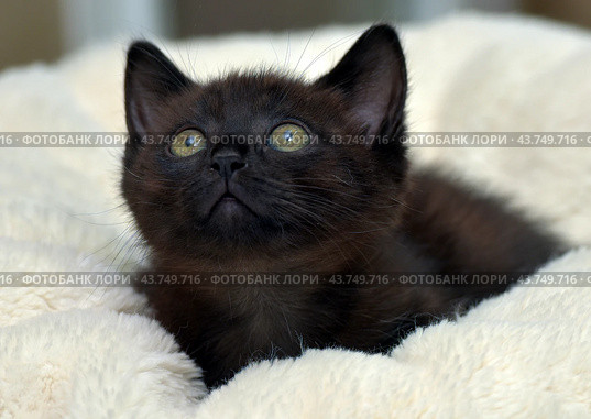 A black kitten with bright green eyes, comfortably settled on a soft beige blanket. The kitten looks straight at the camera, its ears are erect, which gives it a curious and attentive look. The soft blanket creates a feeling of warmth and coziness, emphasizing the charm and fragility of the young animal. Стоковое фото, фотограф Анна Кривицкая / Фотобанк Лори
