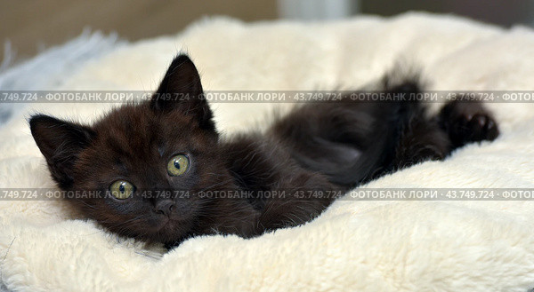 A black kitten with bright green eyes, comfortably settled on a soft beige blanket. The kitten looks straight at the camera, its ears are erect, which gives it a curious and attentive look. The soft blanket creates a feeling of warmth and coziness, emphasizing the charm and fragility of the young animal. Стоковое фото, фотограф Анна Кривицкая / Фотобанк Лори