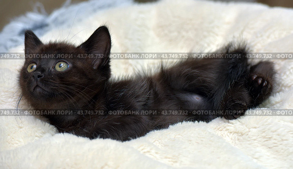 A black kitten with bright green eyes, comfortably settled on a soft beige blanket. The kitten looks straight at the camera, its ears are erect, which gives it a curious and attentive look. The soft blanket creates a feeling of warmth and coziness, emphasizing the charm and fragility of the young animal. Стоковое фото, фотограф Анна Кривицкая / Фотобанк Лори