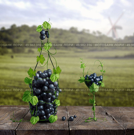 a bottle and one glass of wine made of grapes. Vineyard and bunches of grapes on a wooden old background, in the background vineyards with a mill and clouds. grapes and one glass of wine of the vineyard on a wooden old background. Стоковое фото, агентство Ingram Publishing / Фотобанк Лори