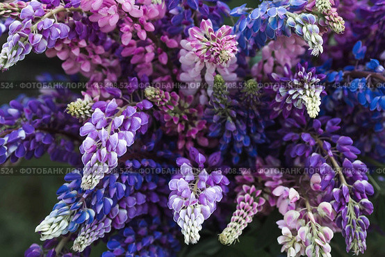 A bouquet of flowering Lupines in a vase (Lupinus polyphyllus). Flowering field large-leaved lupines or garden lupines in early summer, close-up with selective focus. Стоковое фото, фотограф Photojuli / Фотобанк Лори