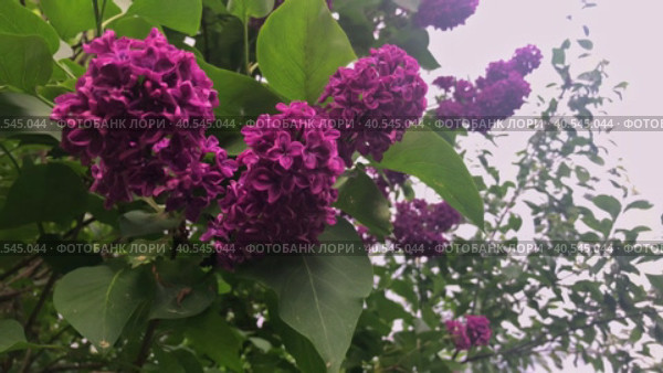 A branch of lilac swings in the wind against the background of dark clouds. Spring bad weather in Russia. Стоковое видео, видеограф Ярославский Максим / Фотобанк Лори
