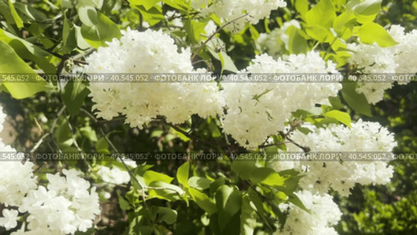 A branch of lilac swings in the wind against the background of dark clouds. Spring bad weather in Russia. Стоковое видео, видеограф Ярославский Максим / Фотобанк Лори