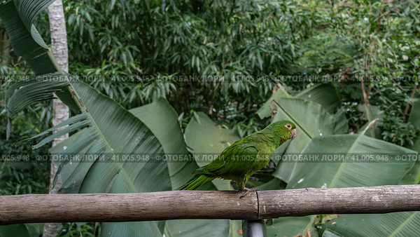 A bright green parrot Amazona albifrons is sitting on a perch. Profile view. The background is lush tropical vegetation. Bird Park. Brazil. Foz do Iguazu. Стоковое фото, фотограф Вера Ивановна Кубарева / Фотобанк Лори
