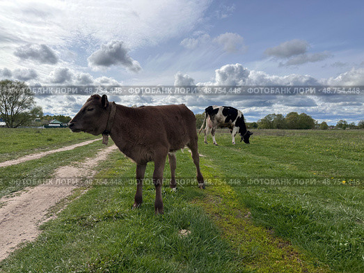 A brown cow is standing in a field next to a black and white cow. Стоковое фото, фотограф Надежда Кап / Фотобанк Лори