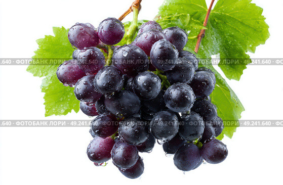 A bunch of dark purple grapes hanging from the vine, isolated on a white background with a clipping path. Стоковое AI-изображение, AI-художник Ярославский Максим / Фотобанк Лори