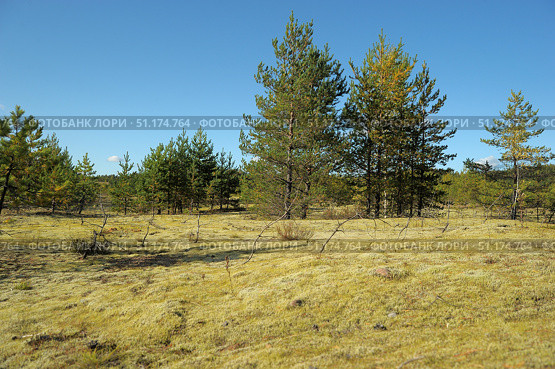 A calm northern landscape with young pine trees growing on a carpet of light moss and lichen. Underfoot is a patchy layer of lichen, typical of taiga and marshy areas, creating a feeling of softness and silence. In the background, a dense group of conifers can be seen, and the sky is clear and bright blue, with barely noticeable clouds on the horizon. The photo conveys the atmosphere of pure nature, fresh air and the solitude of a forest area. Стоковое фото, фотограф Анна Кривицкая / Фотобанк Лори