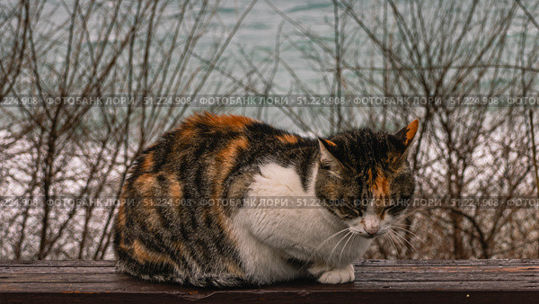 A cat on the background of the sea. A stray street cat sits on a wooden railing. Stray animals. A cat is napping by the sea. Стоковое фото, фотограф Эдуард Белкин / Фотобанк Лори