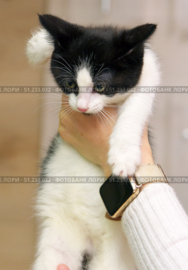 A charming black and white kitten in a person's hands. The baby with expressive eyes and a pink nose looks straight into the camera. The kitten is held carefully, with one hand supporting it from below, and the other hugging it from above. The person is holding a smartwatch. The background is soft, neutral, and does not distract from the main object. Ideal for topics related to animal care, pets, veterinary medicine, and love for cats. Стоковое фото, фотограф Анна Кривицкая / Фотобанк Лори