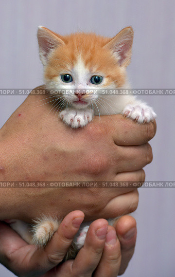 A charming ginger and white kitten with blue eyes is in the hands of a person. The kitten is gently pressed by palms, looking forward with a curious and slightly wary expression on its face. Its soft fur is fluffy, with a bright ginger color on its head and back and white areas on its muzzle, paws and chest. A close-up conveys the texture of the fur, expressive eyes and delicate details, creating a feeling of care and warmth. The background is soft, blurred, does not distract attention from the main object - the kitten. Стоковое фото, фотограф Анна Кривицкая / Фотобанк Лори