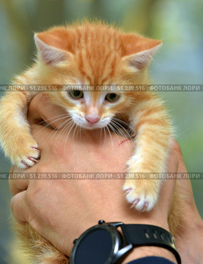 A charming ginger kitten with expressive green eyes. Its fur is soft, fluffy, with a bright striped pattern, typical of the classic tabby. The kitten is in the arms of a person, which emphasizes its miniature size and tenderness. The paws with small claws look especially touching, and the look combines curiosity and slight alertness. The warm background creates an atmosphere of coziness, and the lively moment of communication between a person and an animal conveys warmth and care. These pictures are suitable for the theme of pets, pet care, animal protection, veterinary medicine, as well as for illustrating children's spontaneity and joy. Стоковое фото, фотограф Анна Кривицкая / Фотобанк Лори