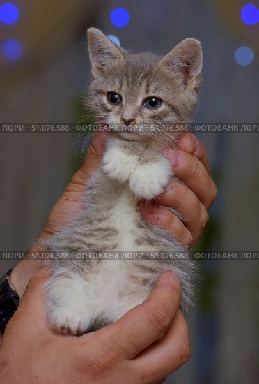 A charming gray and white kitten with soft fluffy fur sits in the hands of a person. The kitten's paws are folded on his chest, giving him a touching and defenseless look. His large dark eyes look forward with slight curiosity and alertness. The background is softly blurred with blue and purple lights, which creates a cozy and slightly festive atmosphere. Details of the skin and watch are visible on the person's hands, which adds warmth and home comfort to the frame. Стоковое фото, фотограф Анна Кривицкая / Фотобанк Лори