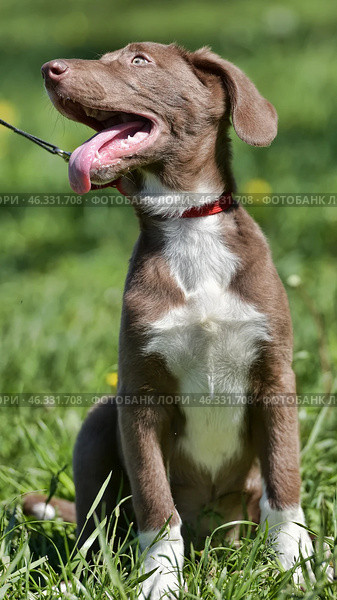 A cheerful, medium-sized dog with a brown and white coat, long ears, and a protruding tongue. It sits in tall grass against a green backdrop, enjoying a walk on a sunny day. The dog is on a leash, indicating that it is probably out for a walk with its owner. It is wearing a bright red collar that contrasts with its fur. The light background and soft blur highlight the animal's expressive features. Стоковое фото, фотограф Анна Кривицкая / Фотобанк Лори