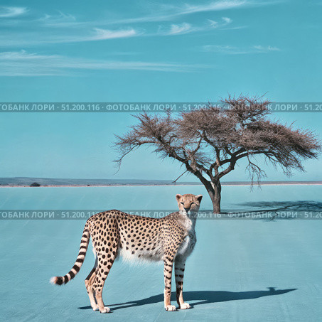 A Cheetah Stands in a Blue Landscape With a Single Tree. Generative AI. Стоковое AI-изображение, AI-художник Roman Zavorotny / Фотобанк Лори