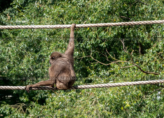 A chimpanzee monkey with long arms walks through vines in trees. Стоковое фото, фотограф Фотограф / Фотобанк Лори