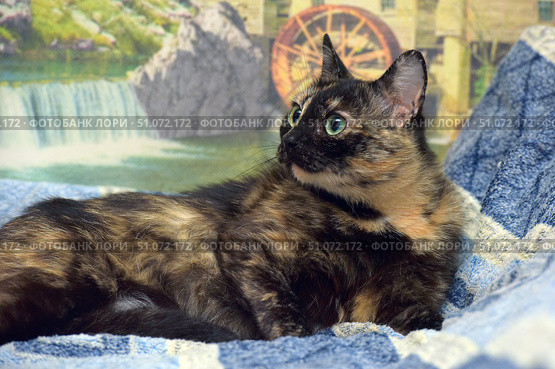 A close-up of a lying tortoiseshell cat with expressive green eyes. The fur is thick, short, and has a distinctive tortoiseshell pattern - a combination of black, red, and gold spots that smoothly merge into each other. The cat lies on a blue blanket with white patterns, turning its head to the side, as if interested in something outside the frame. In the background is a bright and detailed painting of a waterfall, rocks, and an old water wheel, creating an atmosphere of coziness and warmth. The photo conveys the calm, grace, and natural beauty of a pet. Стоковое фото, фотограф Анна Кривицкая / Фотобанк Лори