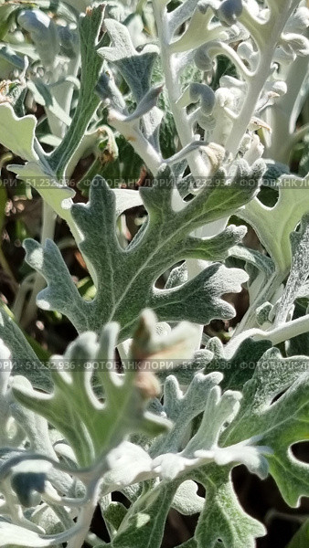 A close-up of the leaves of the seaside cineraria (Senecio cineraria) plant is shown. It has a characteristic silvery-gray color and velvety surface texture. The leaves are delicate, cut, and have soft pubescence, which gives them a decorative appearance. Light shades create the effect of a soft glow in the sun. This plant is often used in landscape design to decorate flower beds, borders, and compositions, as it stands out in contrast against the background of greenery and bright flowers. The photo demonstrates the natural beauty and unique texture of this ornamental plant. Стоковое фото, фотограф Анна Кривицкая / Фотобанк Лори