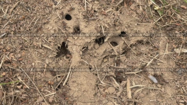 A close-up shows an anthill in the dirt, with ants scurrying in and out of the holes. Concept of: Colony life. Стоковое видео, видеограф Ольга Петрова-Апостолова / Фотобанк Лори