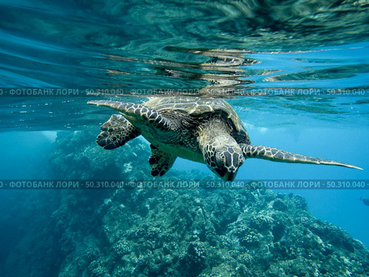 A closeup of a green sea turtle swimming underwater under the lights - cool for nature concepts. Closeup of a green sea turtle swimming underwater under the lights - cool for nature concepts. Стоковое фото, агентство Ingram Publishing / Фотобанк Лори