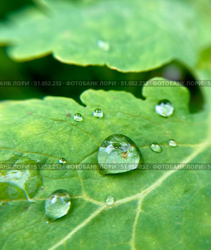 A CloseUp View of Dew Drops Resting on Fresh Green Leaves in Natures Beautiful Landscape. Стоковое фото, фотограф Елена Захаревич / Фотобанк Лори