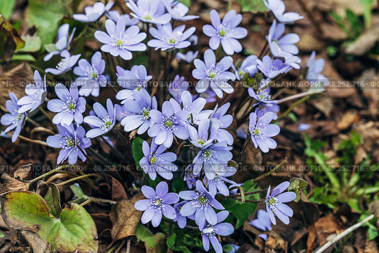 A clump of beautiful blue liverwort (Hepatica nobilis), one of spring's most magnificent flowers. Стоковое фото, фотограф Ольга Сейфутдинова / Фотобанк Лори