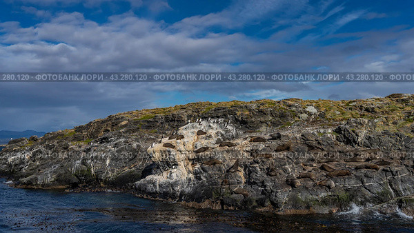 A colony of sea lions is resting, lying on the slope of a rocky island in the ocean. Cormorants are nearby. Clouds in the blue sky. Isla de los lobos. Argentina. The Beagle Channel. Стоковое фото, фотограф Вера Ивановна Кубарева / Фотобанк Лори