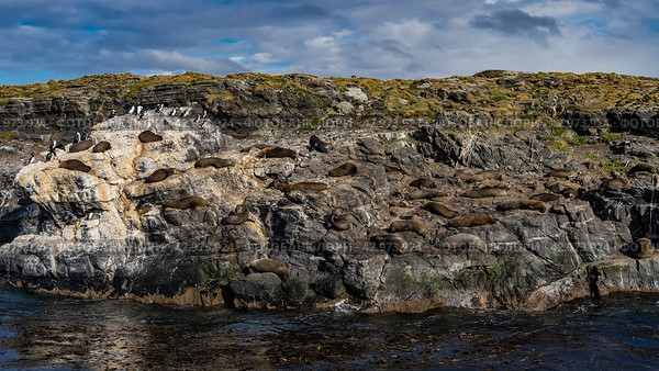 A colony of sea lions rests lying on the slope of a rocky islet in the Beagle Channel. Cormorants are sitting on the cliff. Clouds in the blue sky. Isla de los lobos. Argentina. Tierra del Fuego Archipelago. Стоковое фото, фотограф Вера Ивановна Кубарева / Фотобанк Лори