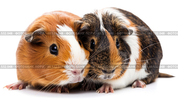 A couple of brown and white hamsters are seated next to each other, showcasing their fluffy fur and small, twitching noses. Стоковое AI-изображение, AI-художник Данила Большаков / Фотобанк Лори