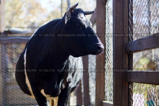A cow stands near a barn on a livestock farm. Стоковое фото, фотограф Виктория Тельминова / Фотобанк Лори