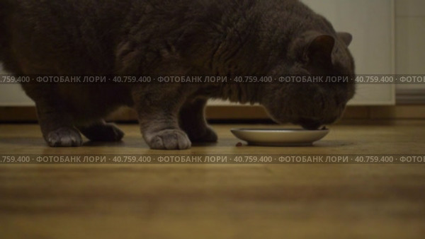 A cute gray fat cat eats his cat food with pleasure from a bowl. A fluffy pet in a cozy house. Стоковое видео, видеограф Ярославский Максим / Фотобанк Лори