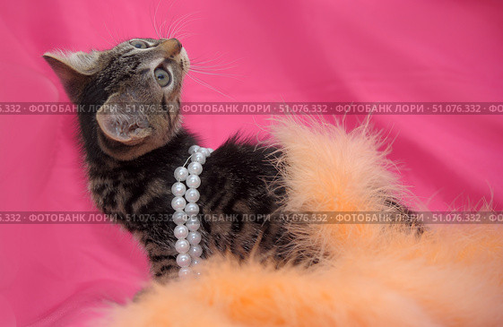 A cute tabby kitten poses against a bright pink background. He wears a white pearl necklace around his neck and part of his body is covered with a soft orange fluffy accessory, creating the effect of a glamorous photo shoot. The kitten looks up with a curious expression, his big eyes and alert ears emphasize the playfulness and charm of the moment. The contrast between the rich pink background, soft fur and the shine of the pearls gives the photo style and expressiveness. Стоковое фото, фотограф Анна Кривицкая / Фотобанк Лори