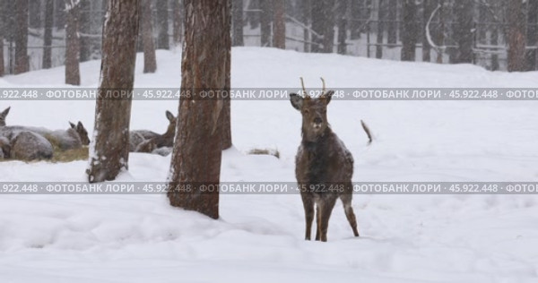 A deer in a winter park looks warily at the camera after noticing a person. Стоковое видео, видеограф Сергей Чайко / Фотобанк Лори