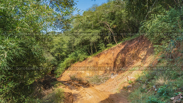 A dirt safari road runs through the jungle. Ruts are visible on clay soil. Lush green trees grow on the hillside. Blue sky. India. Ranthambore National Park. Стоковое фото, фотограф Вера Ивановна Кубарева / Фотобанк Лори